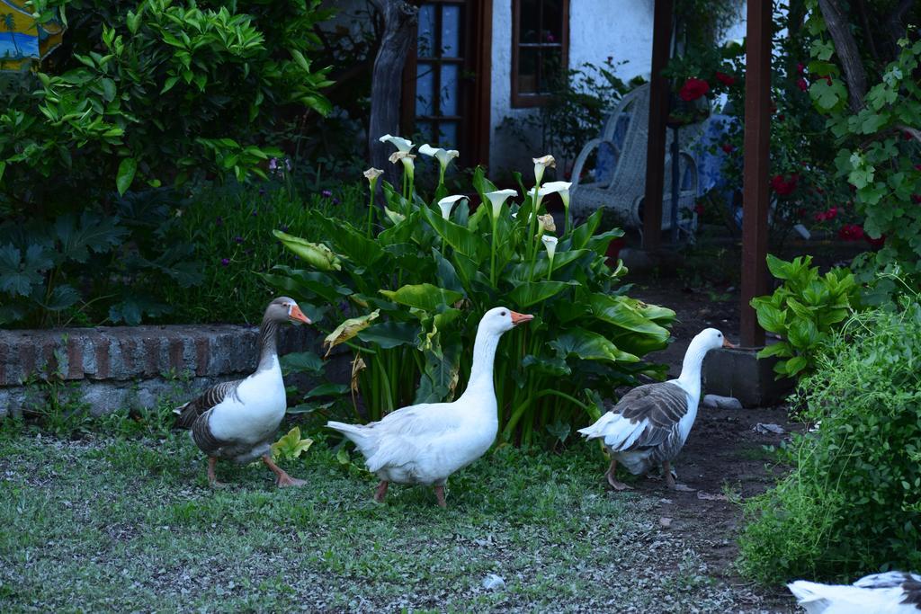 Alojamiento Rural Casa Quinta Peumayen Isla de Maipo Exterior photo